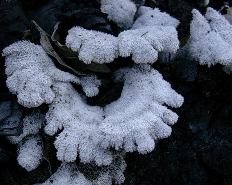 schyzophyllum