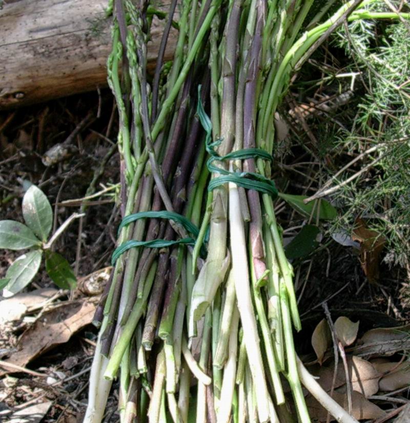 schyzophyllum
