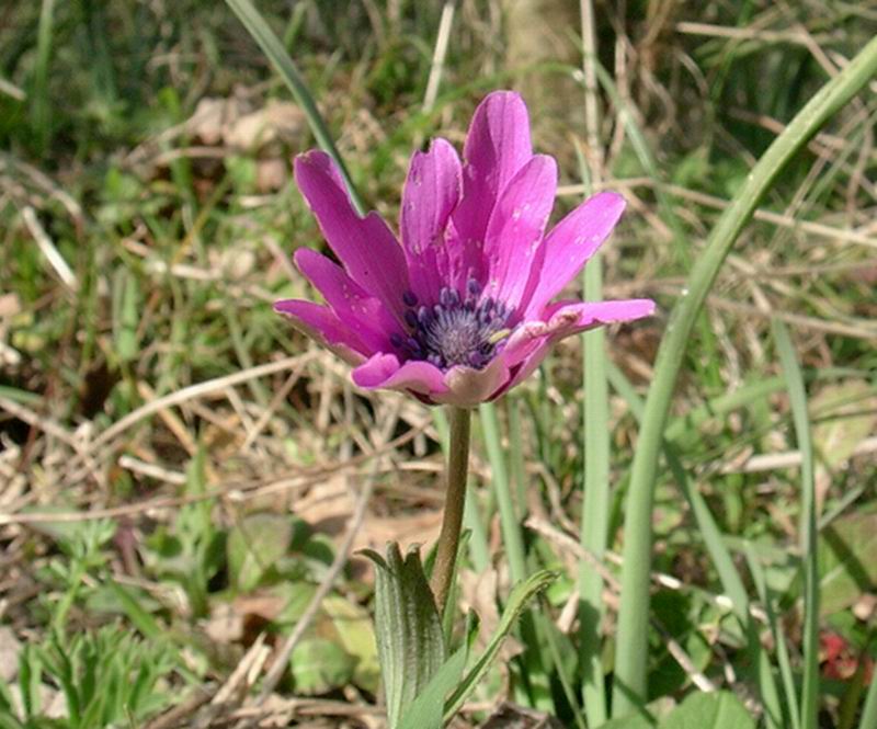 Anemone hortensis / Anemone fior-stella