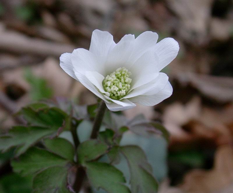 Viola  sp., Anemone apennina e Anemone nemorosa