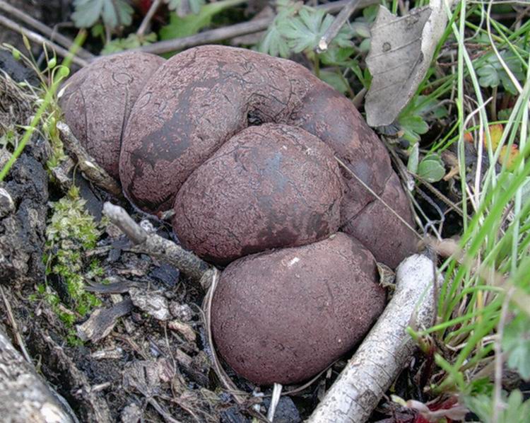 Daldinia concentrica . Alcune immagini recenti .