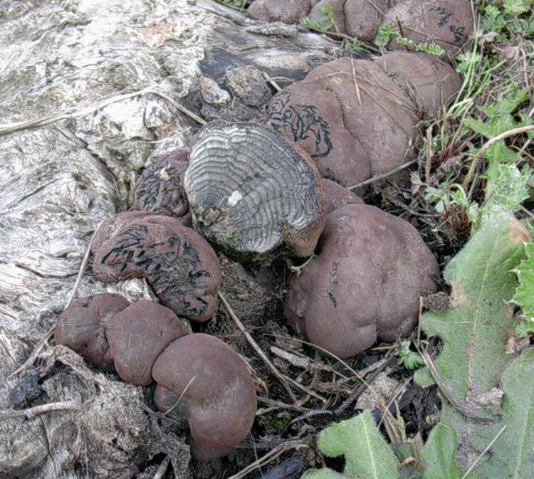 Daldinia concentrica . Alcune immagini recenti .