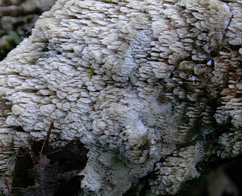 ...funghi da determinare