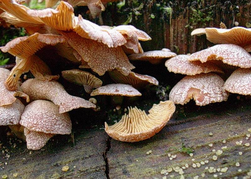 ...funghi da determinare