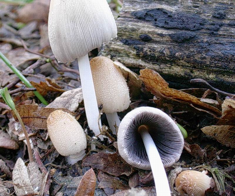 Psathyrellaceae
