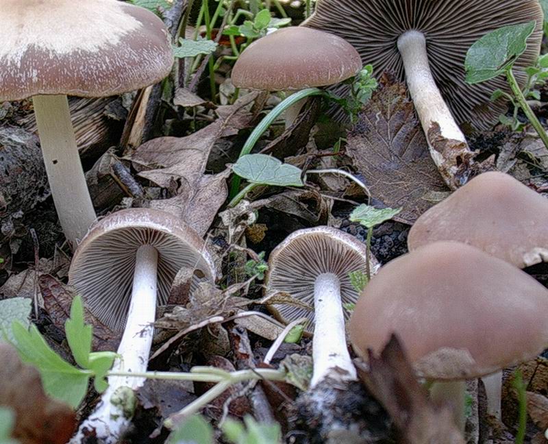 Psathyrellaceae