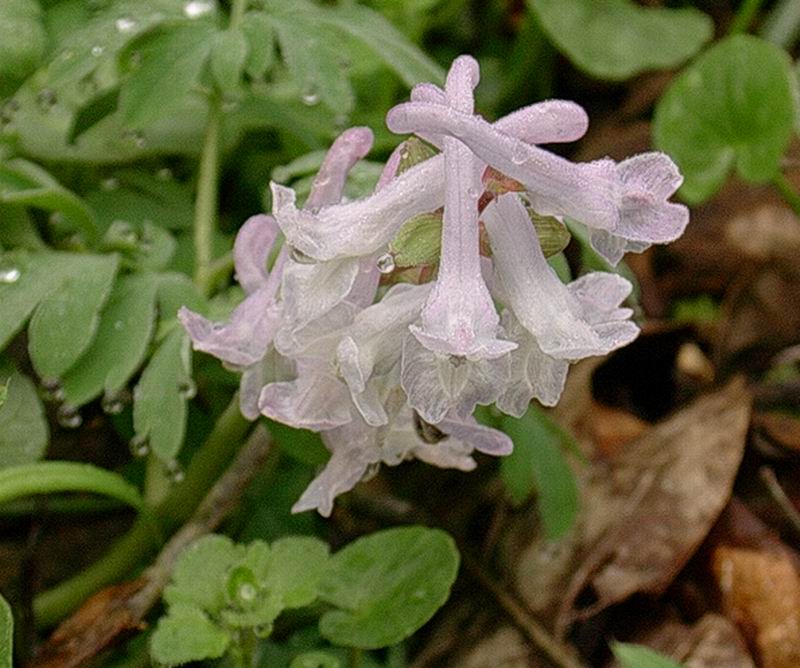 Corydalis sp. e Ajuga reptans
