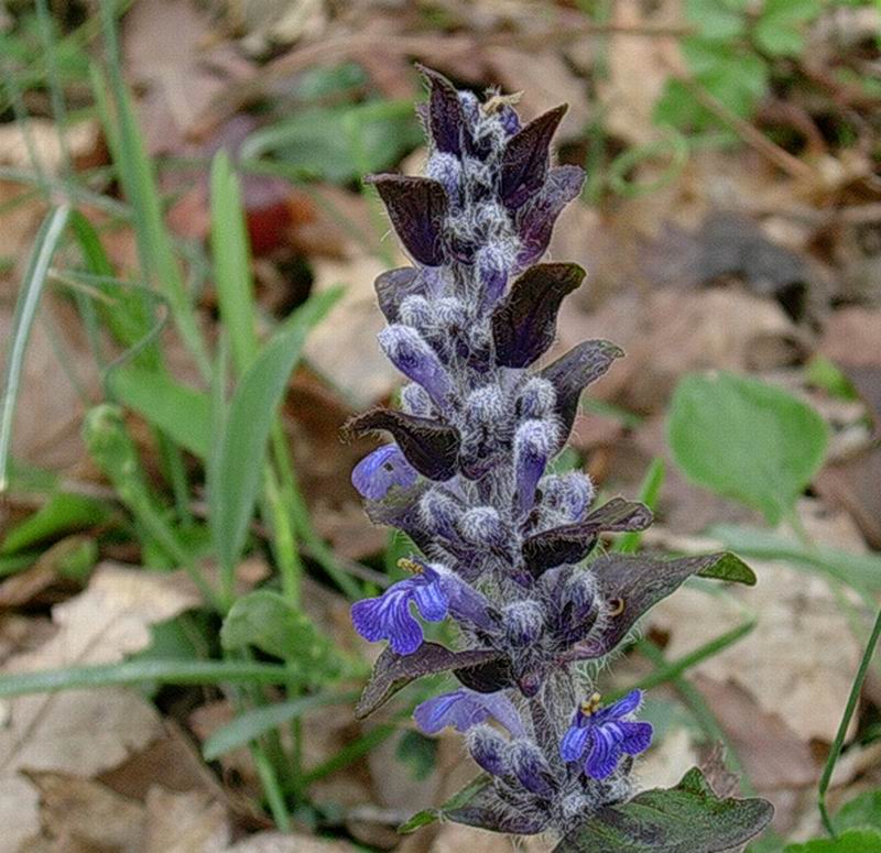 Corydalis sp. e Ajuga reptans