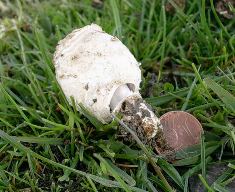 Coprinus comatus var.ovatus
