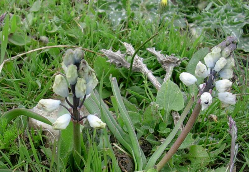 Bellavalia romana, Ajuga reptans, Taraxacum sp. e Vinca major