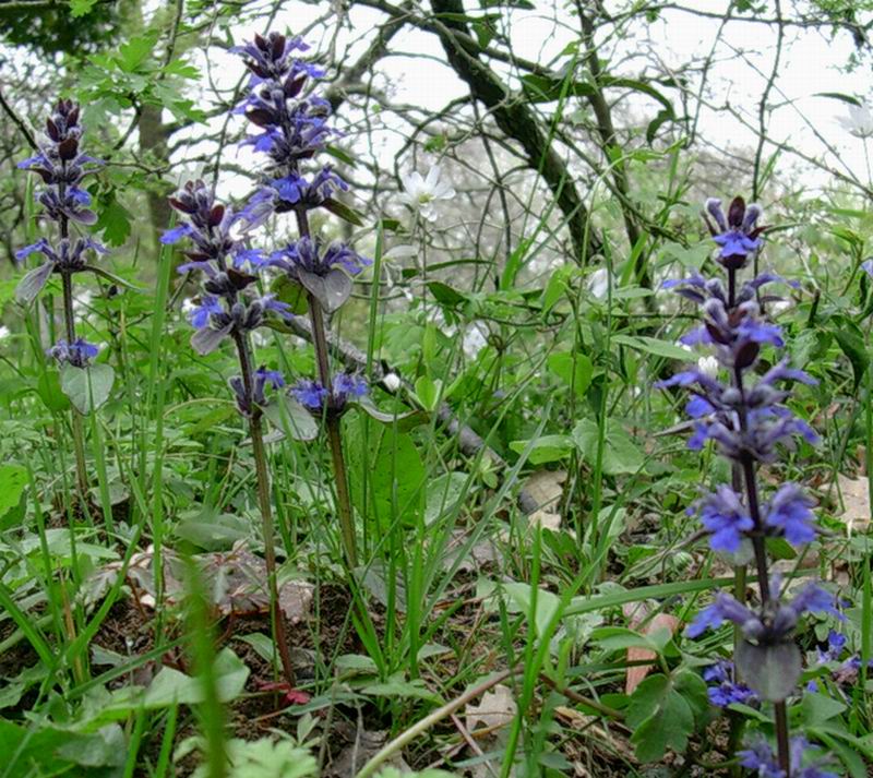 Bellavalia romana, Ajuga reptans, Taraxacum sp. e Vinca major