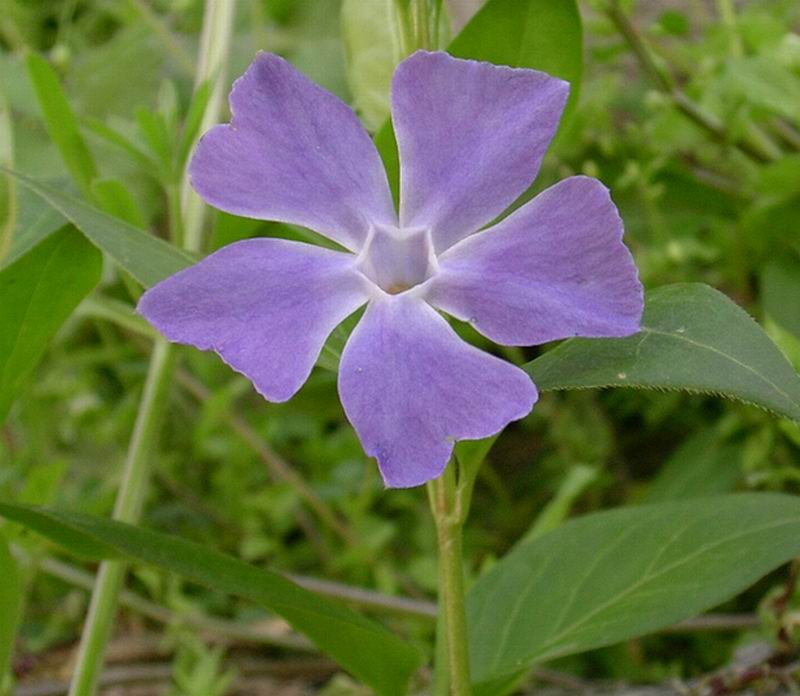 Bellavalia romana, Ajuga reptans, Taraxacum sp. e Vinca major