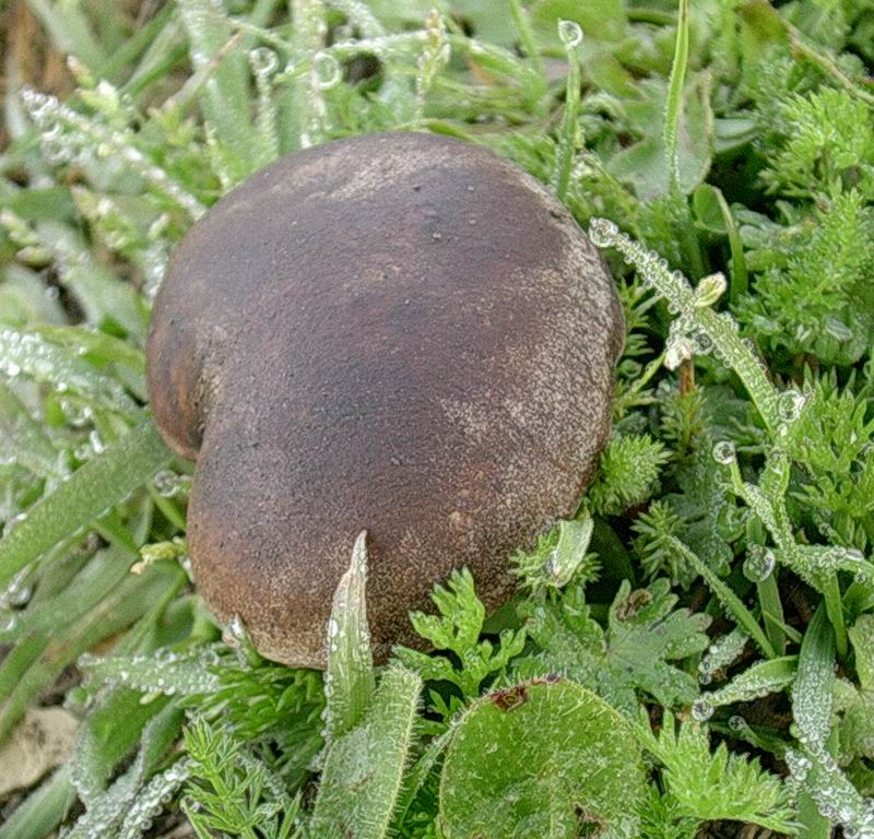 Pleurotus eryngii 22 04 05