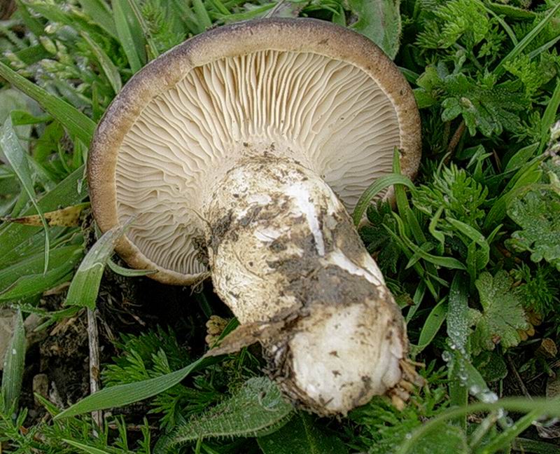 Pleurotus eryngii 22 04 05