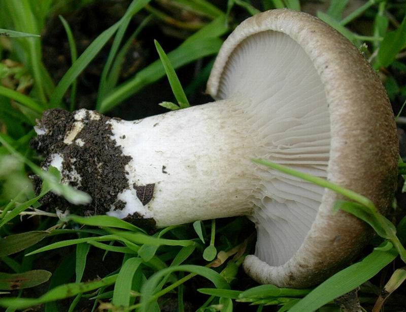 Pleurotus eryngii 22 04 05