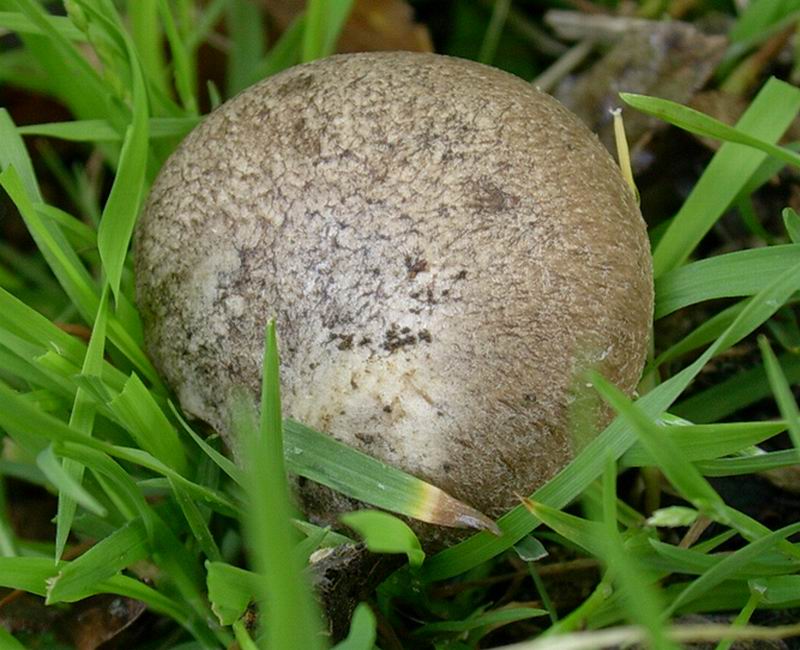 Pleurotus eryngii 22 04 05