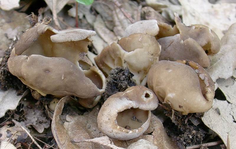 Helvella  23 04 05