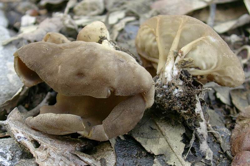 Helvella  23 04 05
