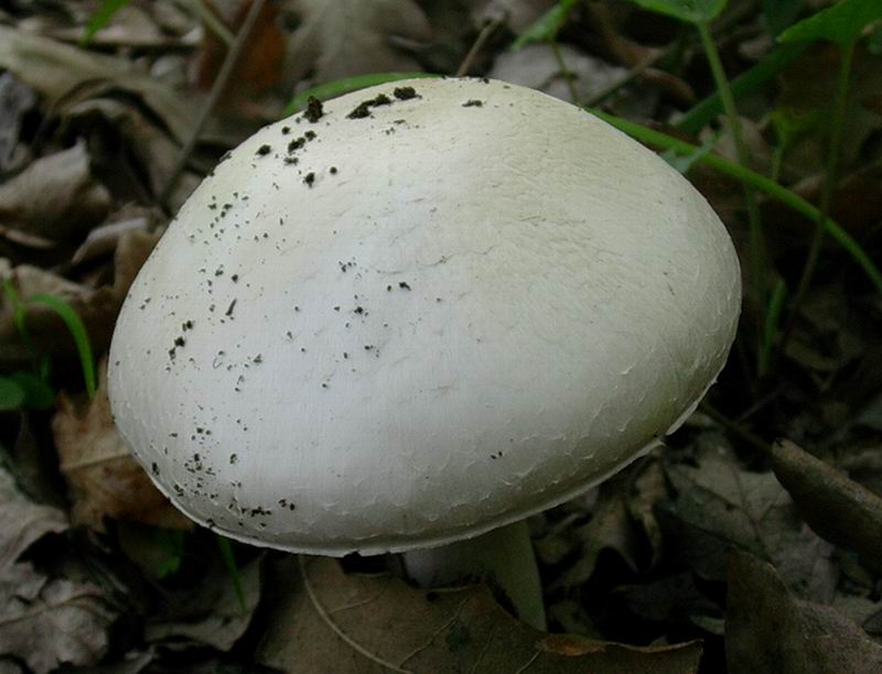 Agaricus sylvicola , ritrovamento del 27 .04. 05