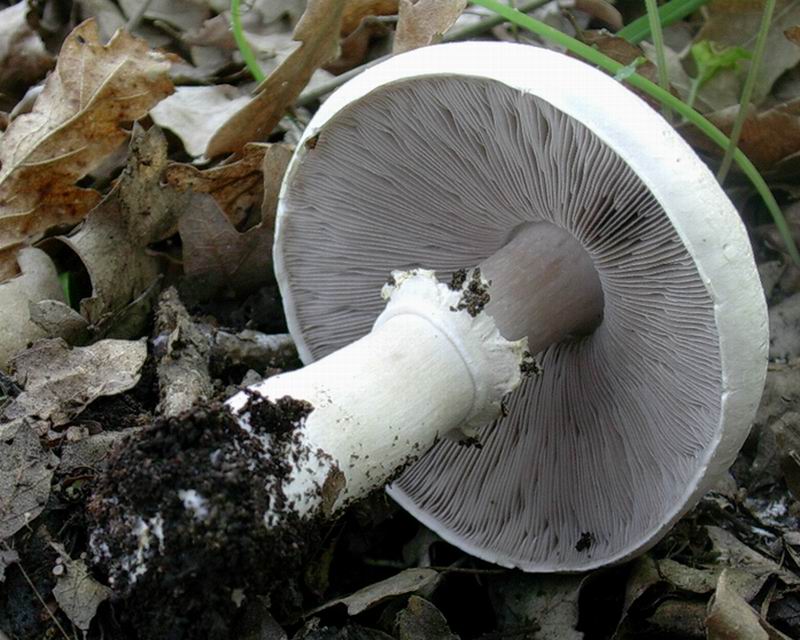 Agaricus sylvicola , ritrovamento del 27 .04. 05