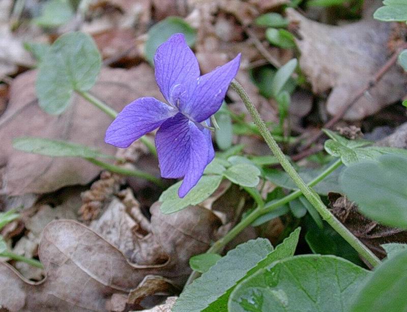 Viola sp.