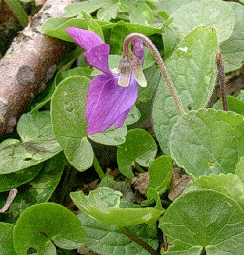 Viola sp.