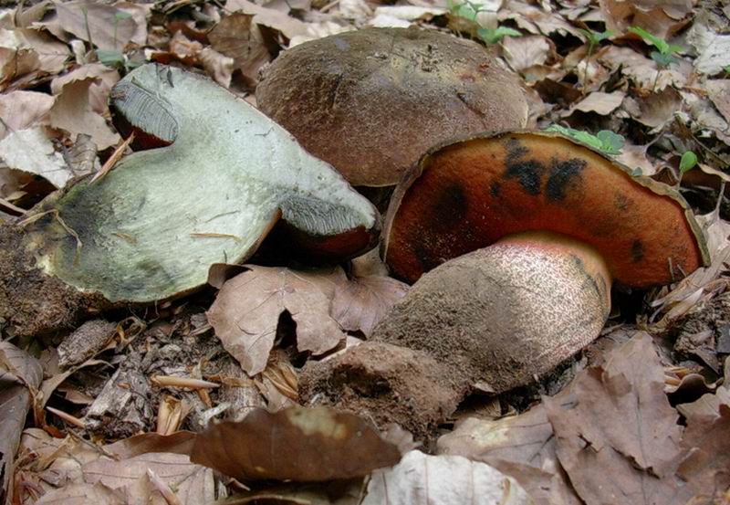 10.05.05 una passeggiata nel bosco con enzo