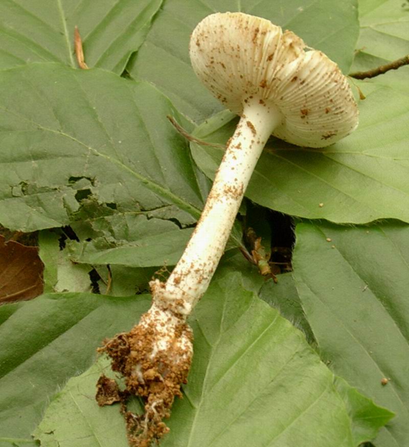 10.05.05 una passeggiata nel bosco con enzo