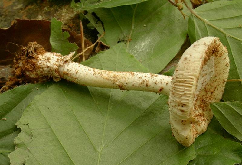 10.05.05 una passeggiata nel bosco con enzo