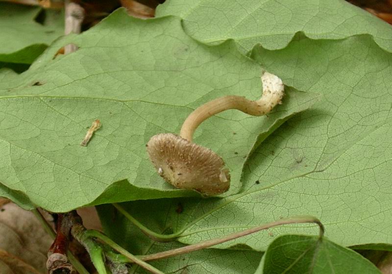 10.05.05 una passeggiata nel bosco con enzo