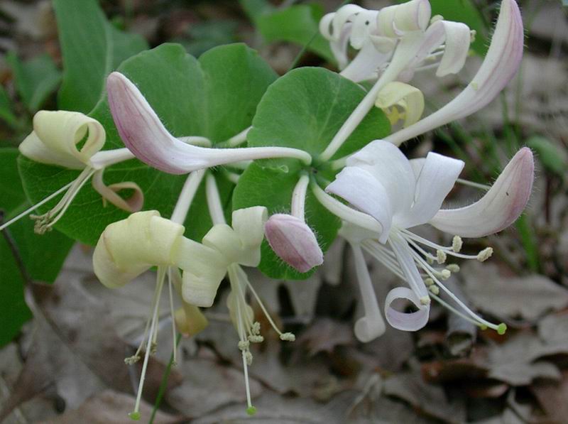 Orchidee, nespolo selvatico, lonicera