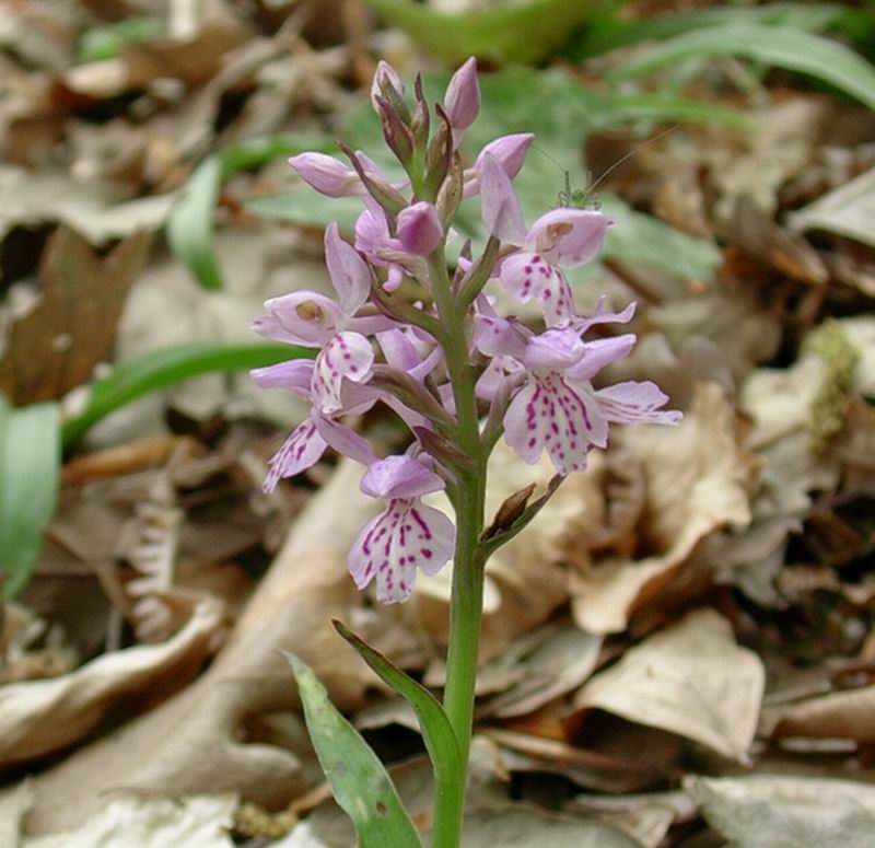 Orchidee, nespolo selvatico, lonicera