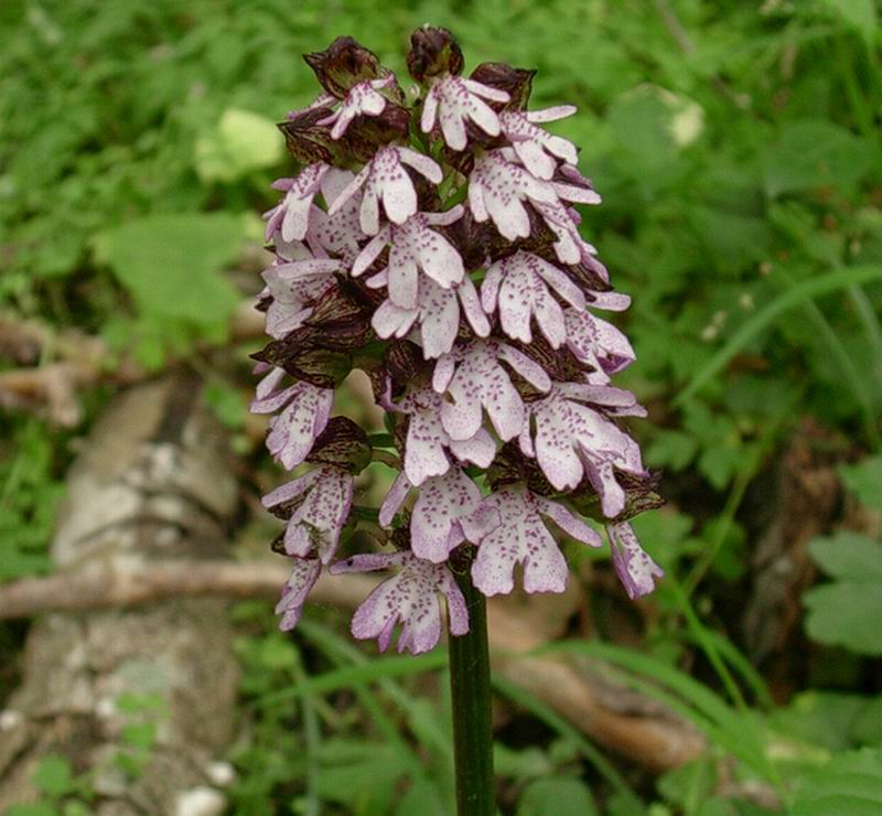 Orchidee, nespolo selvatico, lonicera