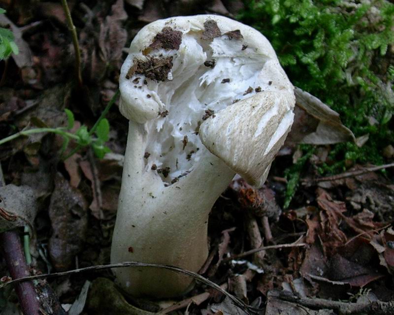 Megacollybia platyphylla