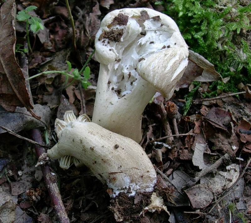 Megacollybia platyphylla