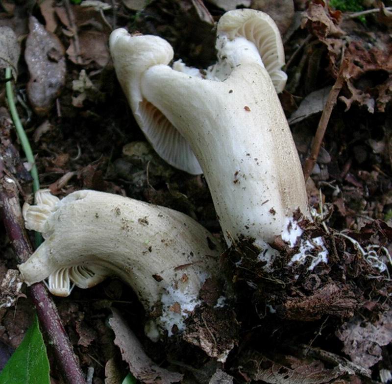 Megacollybia platyphylla