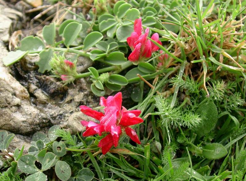 Sulla coronaria (=Hedysarum coronarium) / Sulla comune