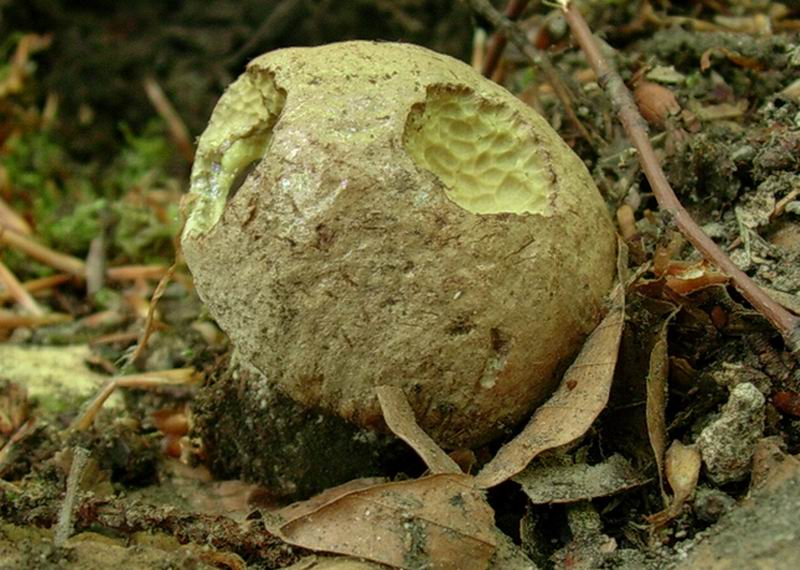 boletus numero 1 del 24.05.05