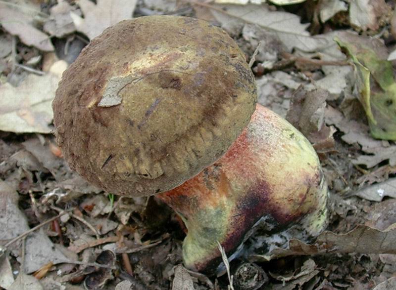 boletus  numero 2 del  24.05.05