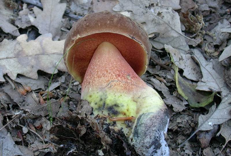 boletus  numero 2 del  24.05.05