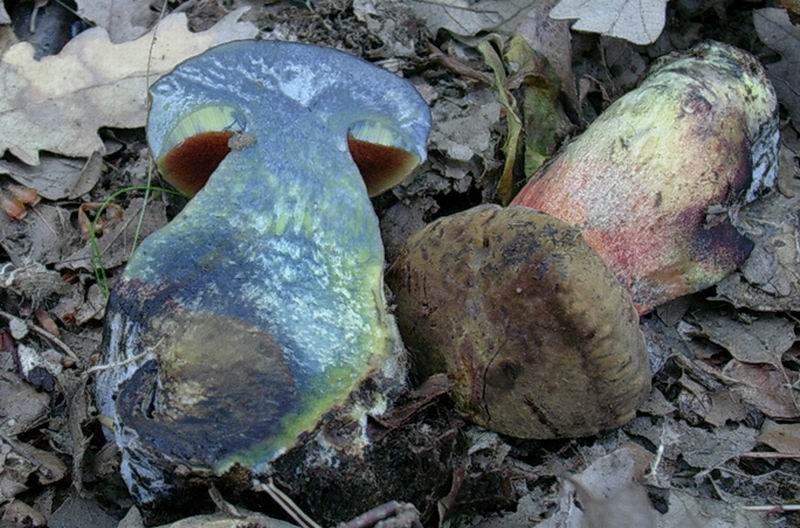 boletus  numero 2 del  24.05.05