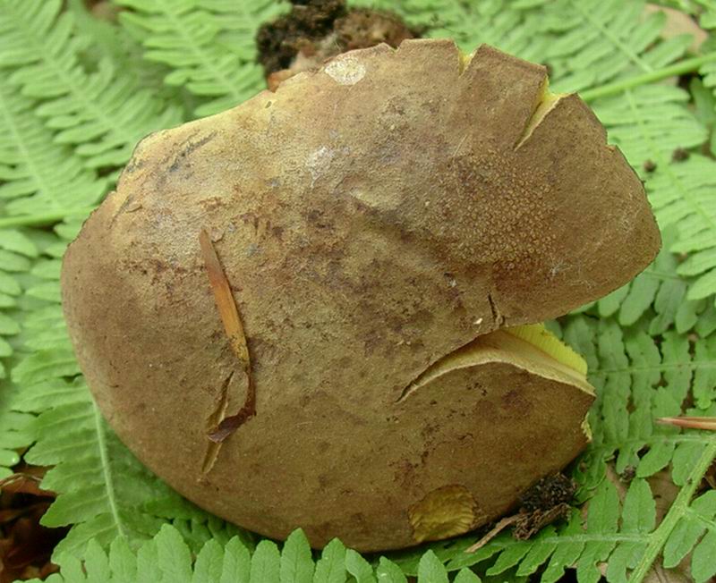 boletus numero 3 del  24.05.05