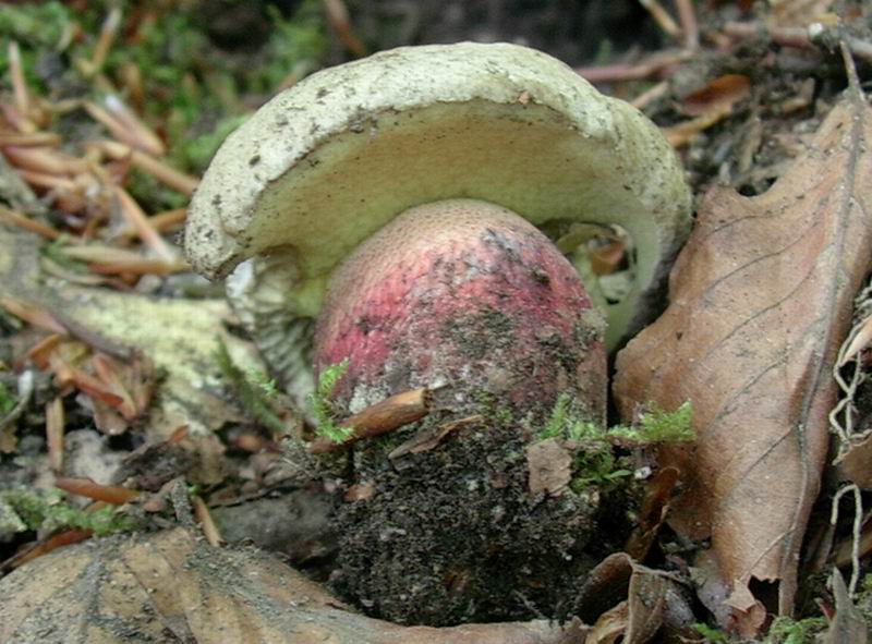 boletus numero 1 del 24.05.05