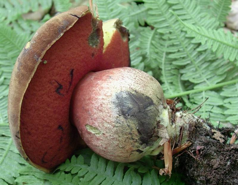 boletus numero 3 del  24.05.05