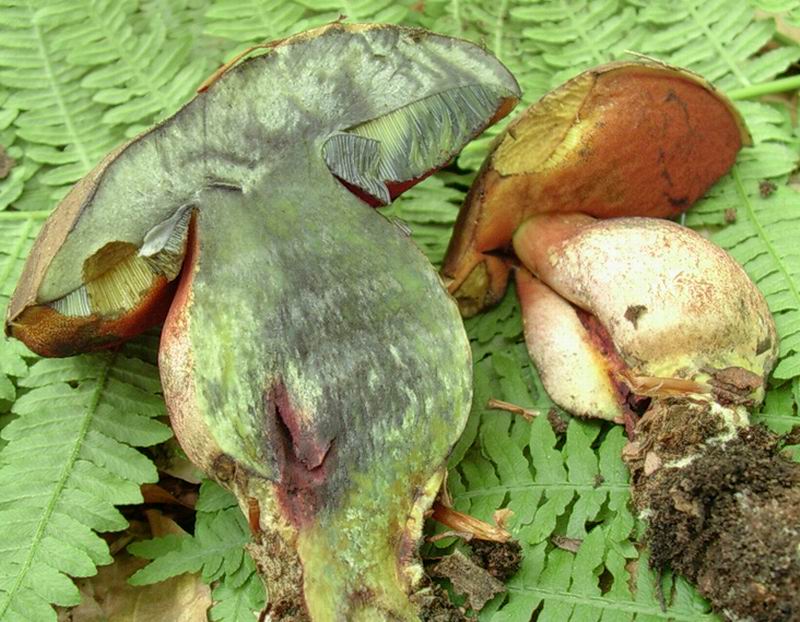 boletus numero 3 del  24.05.05