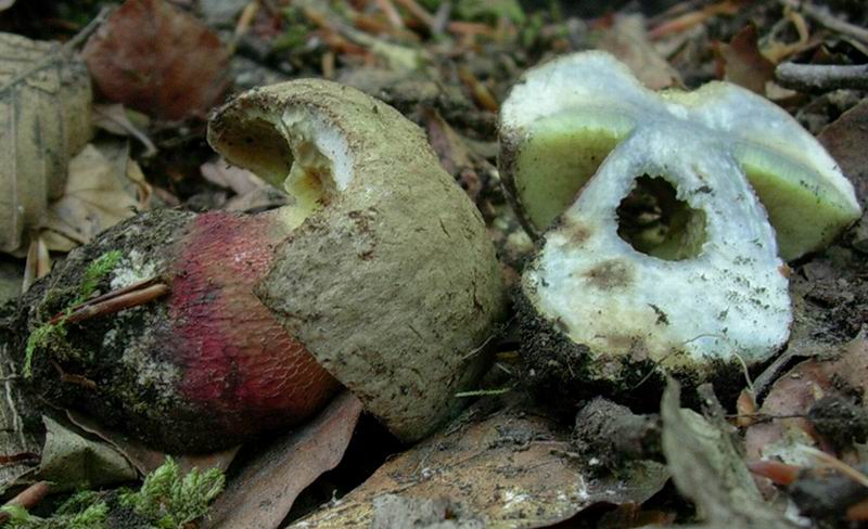 boletus numero 1 del 24.05.05