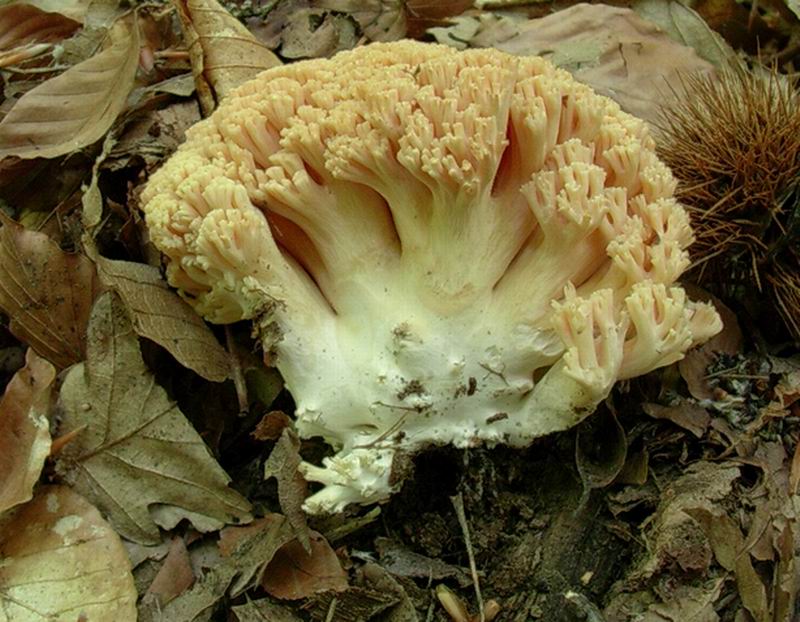 ramaria s.p.