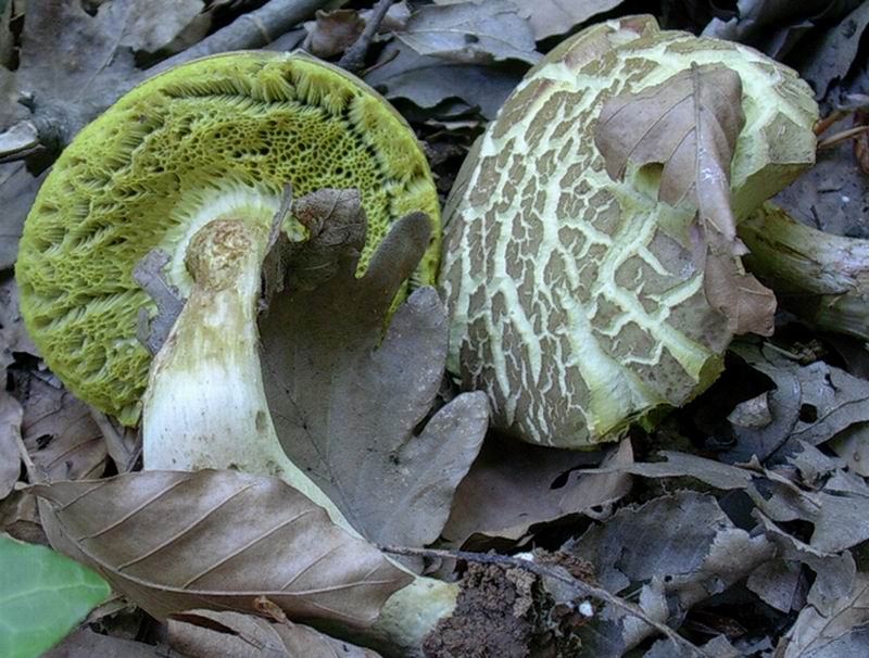 xerocomus subtomentosus 27.05