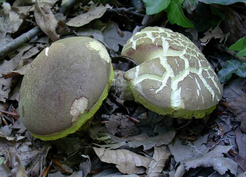 xerocomus subtomentosus 27.05