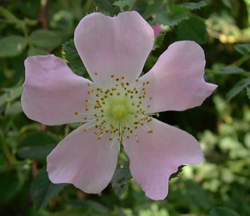 Rosa canina / Rosa selvatica comune